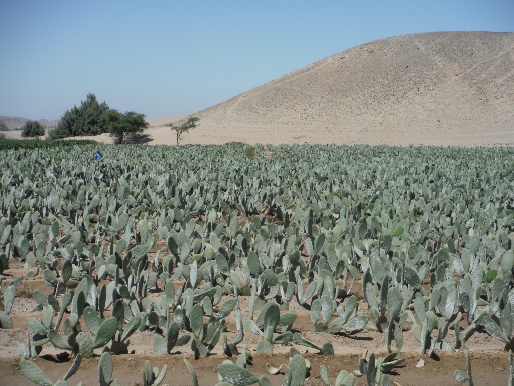 champ de cactus