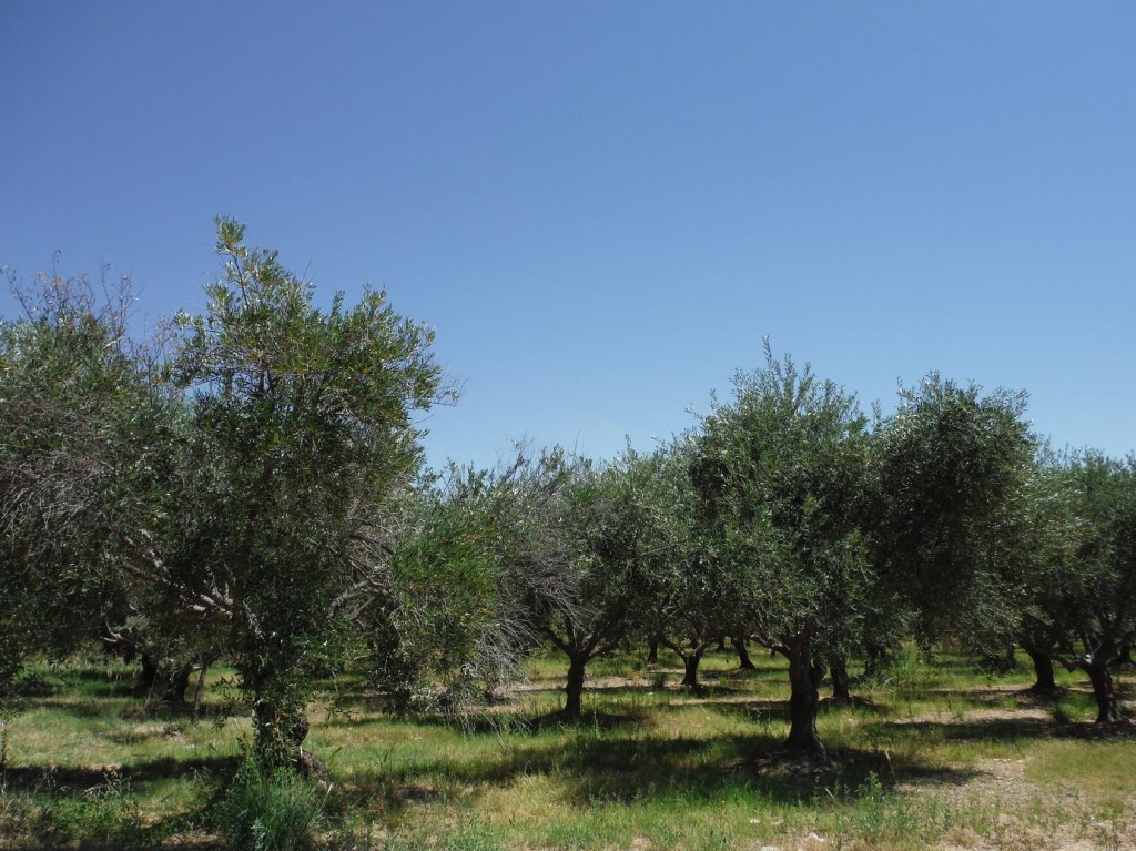 des champs d'oliviers